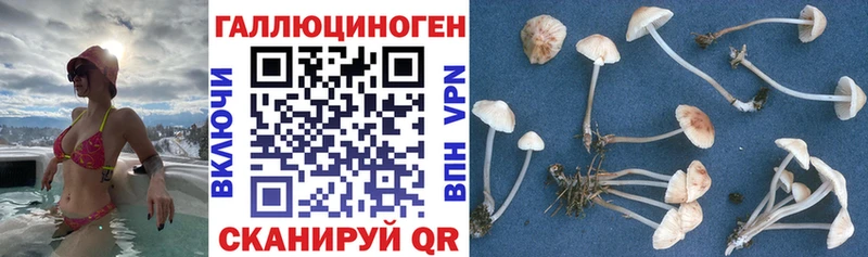 Псилоцибиновые грибы Cubensis  купить наркотики цена  Тюмень 