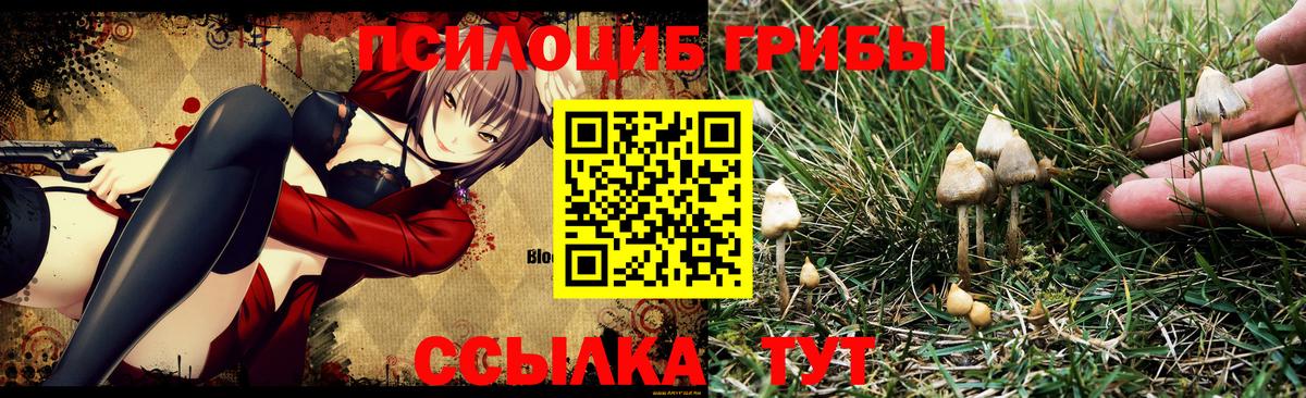 Псилоцибиновые грибы Cubensis Тюмень